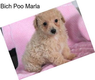 Bich Poo Marla