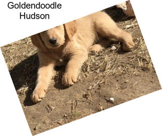 Goldendoodle Hudson