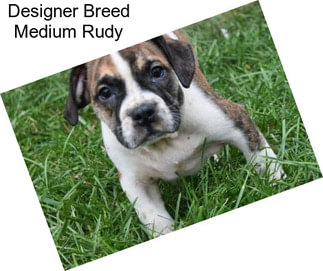 Designer Breed Medium Rudy