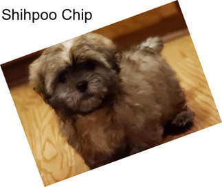 Shihpoo Chip