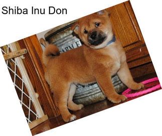 Shiba Inu Don