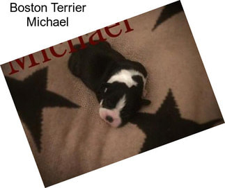Boston Terrier Michael