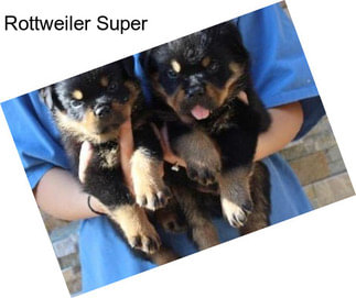 Rottweiler Super