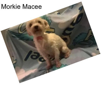Morkie Macee