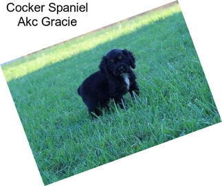 Cocker Spaniel Akc Gracie