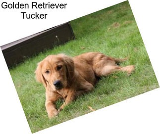 Golden Retriever Tucker