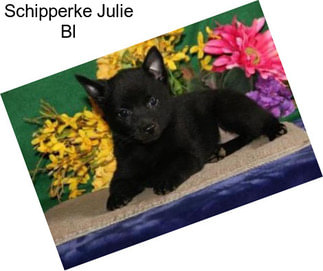 Schipperke Julie Bl