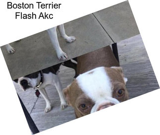 Boston Terrier Flash Akc