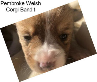 Pembroke Welsh Corgi Bandit