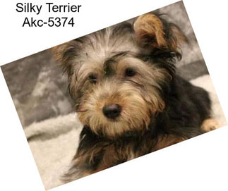 Silky Terrier Akc-5374