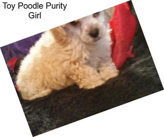 Toy Poodle Purity Girl