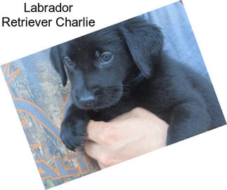 Labrador Retriever Charlie