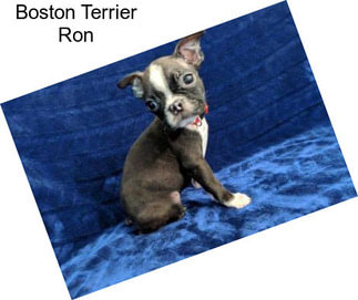 Boston Terrier Ron
