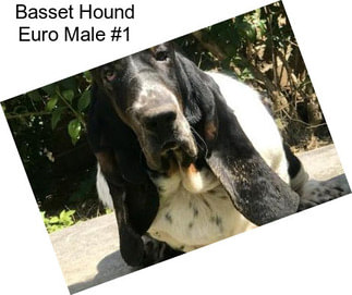 Basset Hound Euro Male #1