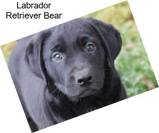 Labrador Retriever Bear
