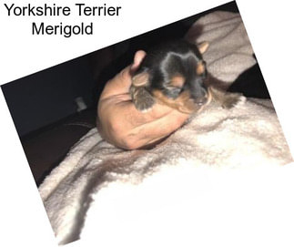 Yorkshire Terrier Merigold