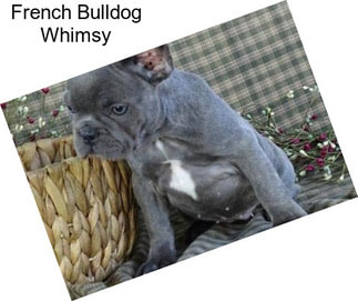 French Bulldog Whimsy