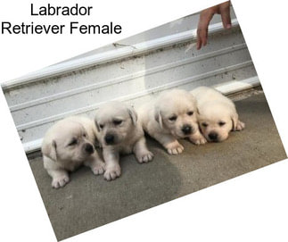 Labrador Retriever Female