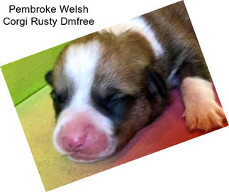 Pembroke Welsh Corgi Rusty Dmfree