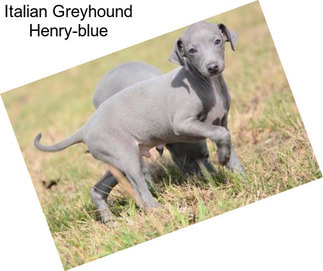 Italian Greyhound Henry-blue