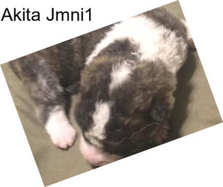 Akita Jmni1