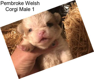 Pembroke Welsh Corgi Male 1