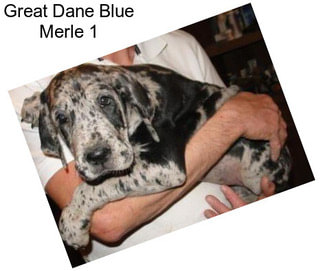 Great Dane Blue Merle 1
