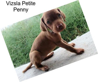 Vizsla Petite Penny