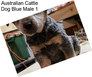Australian Cattle Dog Blue Male 1