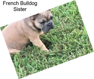 French Bulldog Sister