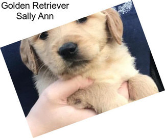 Golden Retriever Sally Ann