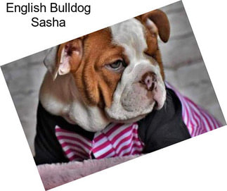 English Bulldog Sasha