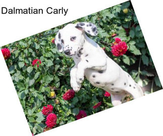Dalmatian Carly