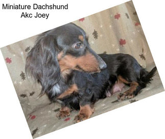 Miniature Dachshund Akc Joey