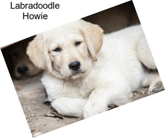 Labradoodle Howie