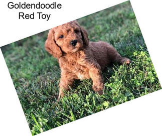 Goldendoodle Red Toy