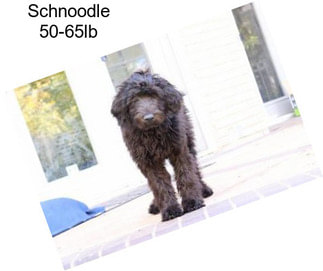 Schnoodle 50-65lb