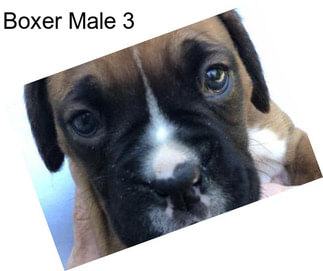 Boxer Male 3