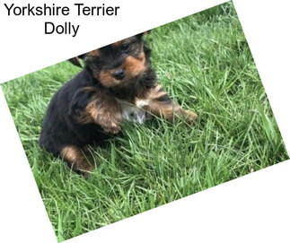 Yorkshire Terrier Dolly