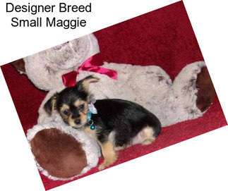 Designer Breed Small Maggie