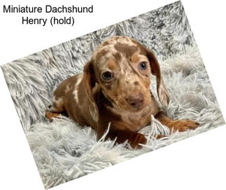 Miniature Dachshund Henry (hold)