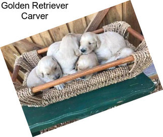 Golden Retriever Carver