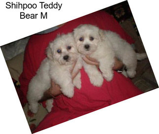 Shihpoo Teddy Bear M