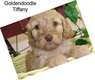 Goldendoodle Tiffany