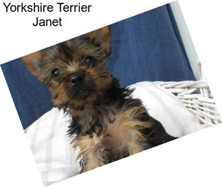 Yorkshire Terrier Janet