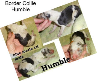 Border Collie Humble