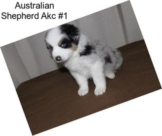 Australian Shepherd Akc #1