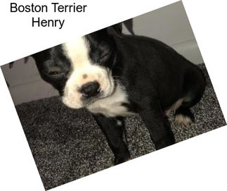 Boston Terrier Henry