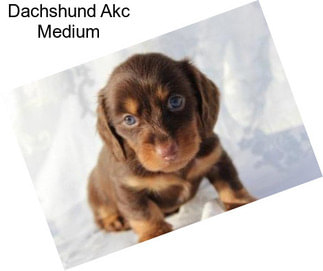 Dachshund Akc Medium