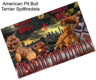 American Pit Bull Terrier Spitfiredela